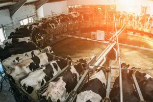 Milking Systems