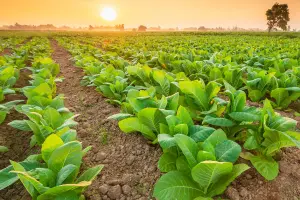 Humidification of Tobacco